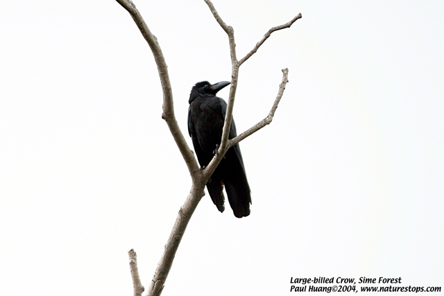 Large-billed Crow