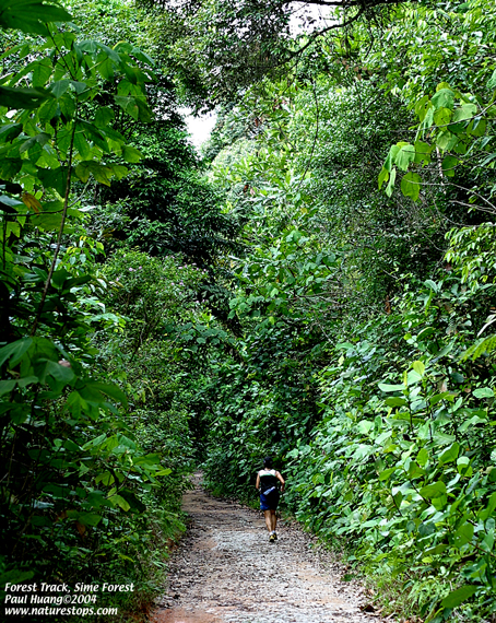 Forest Track
