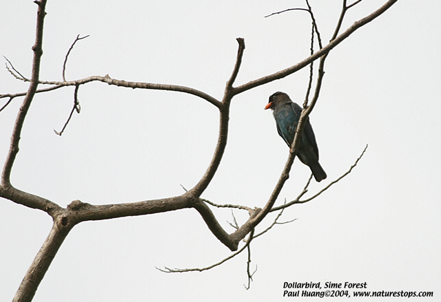 Dollarbird