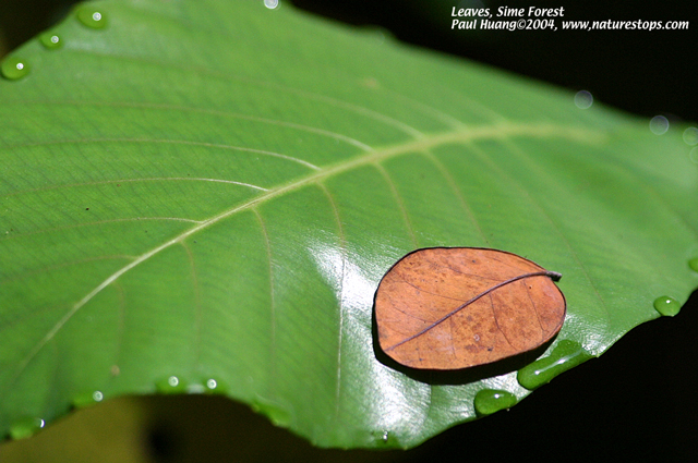 Leaves