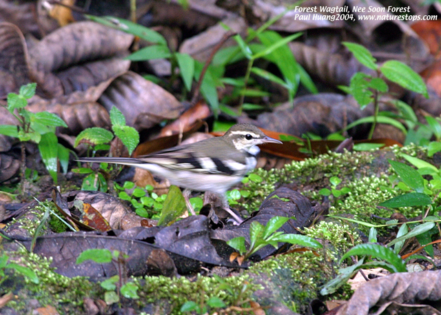 Forest Wagtail