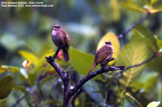Olive-winged Bulbuls