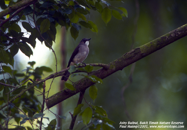Ashy Bulbul