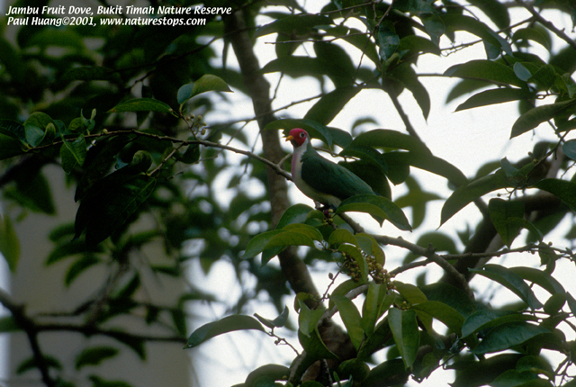 Jambu Fruit Dove