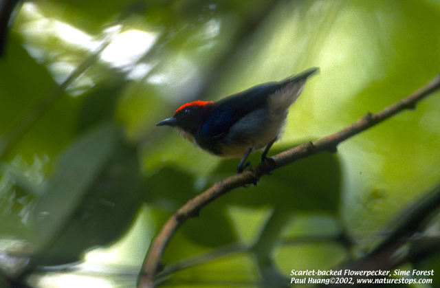 Scarlet-backed Flowerpecker