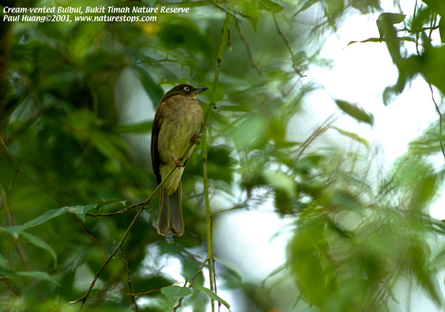 Cream-vented Bulbul