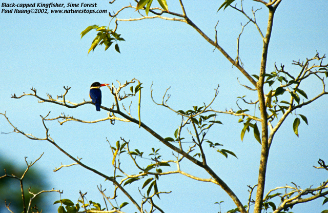 Black-capped Kingfisher