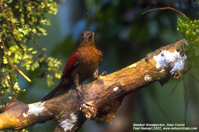 Banded Woodpecker