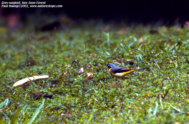 Grey Wagtail