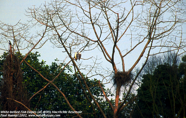 White-bellied Fish Eagles