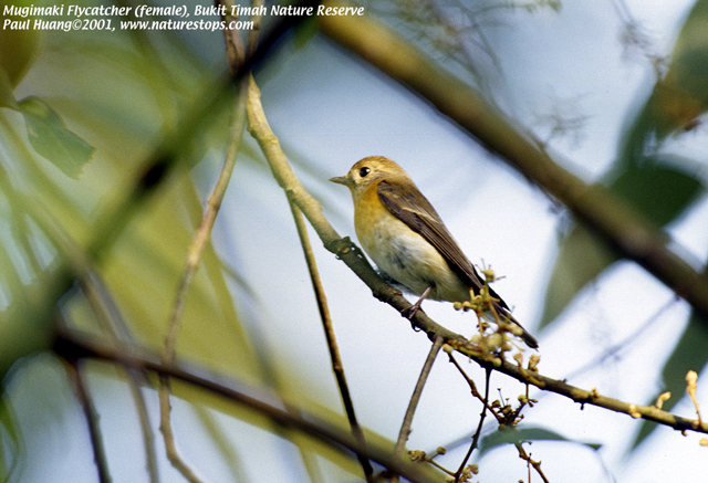 Mugimaki Flycatcher
