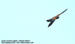 Lesser Kestrel