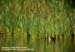 Garganey