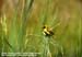 Little Golden Bishop (escapee)
