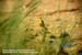 Yellow Wagtail