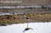 Marsh Sandpiper