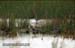 Black-tailed Godwits