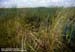 Reeds