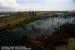 Marshland