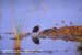 Long-toed Stint, light at dawn