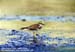 Little-ringed Plover