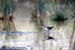 Long-toed Stint
