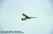 Lesser Kestrel