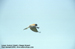 Lesser Kestrel