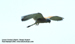 Lesser Kestrel