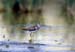 Wood Sandpiper