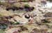 Ruddy Turnstone