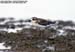 Lesser Sand Plover