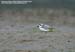 Malaysian Plover