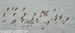Lesser Sand Plovers