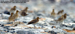 Pacific Golden Plovers
