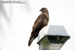 Common Buzzard