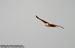 Brahminy Kite