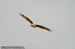 Brahminy Kite