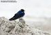 Barn Swallow