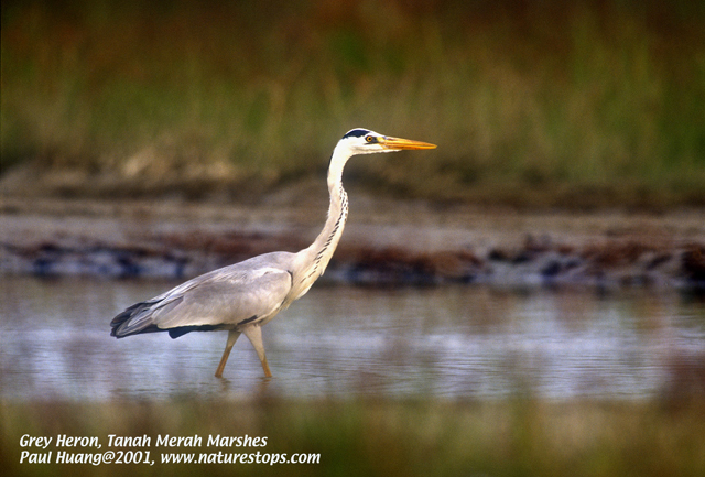 Click to view the next photo

photographer Paul Huang. 