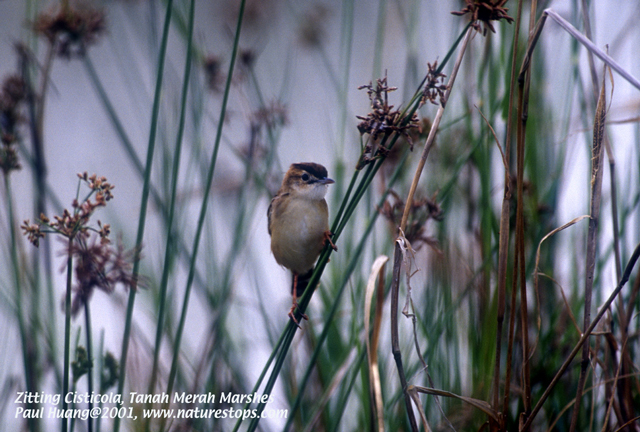 Zitting Cisticola