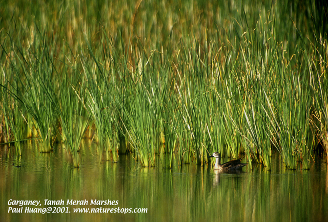 Garganey