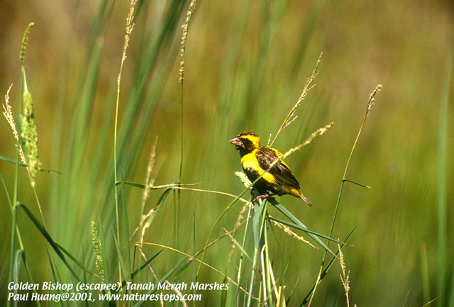 Little Golden Bishop (escapee)