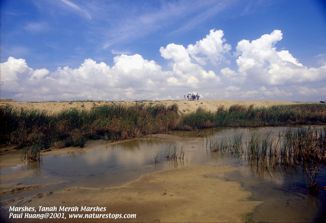 Marshes