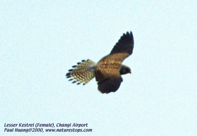 Lesser Kestrel