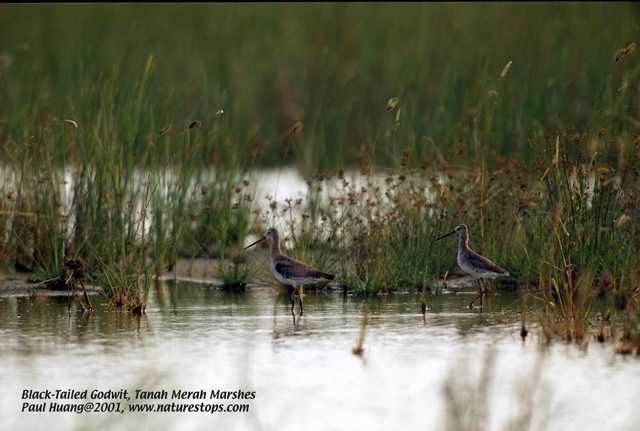 Black-tailed Godwits