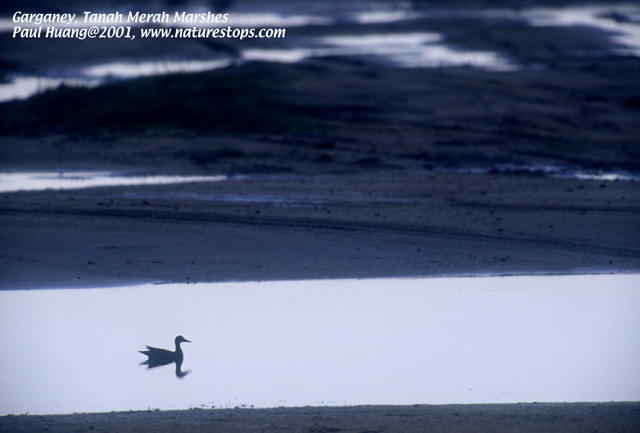 Garganey