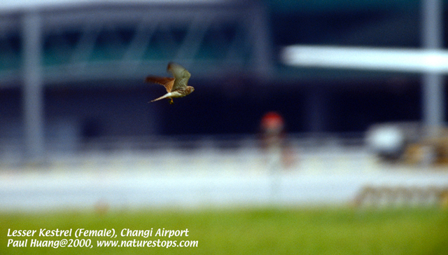 Lesser Kestrel
