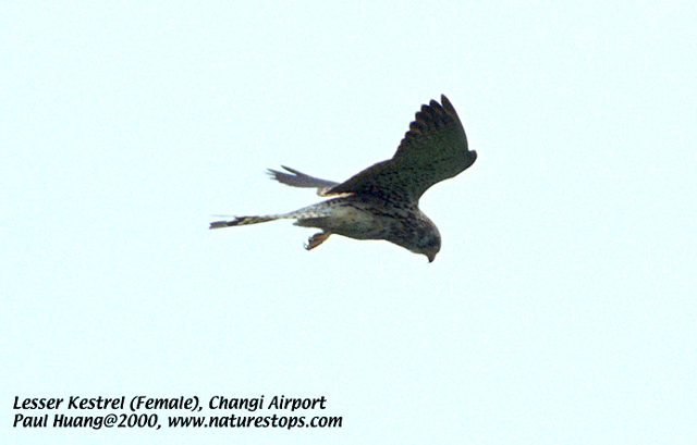 Lesser Kestrel