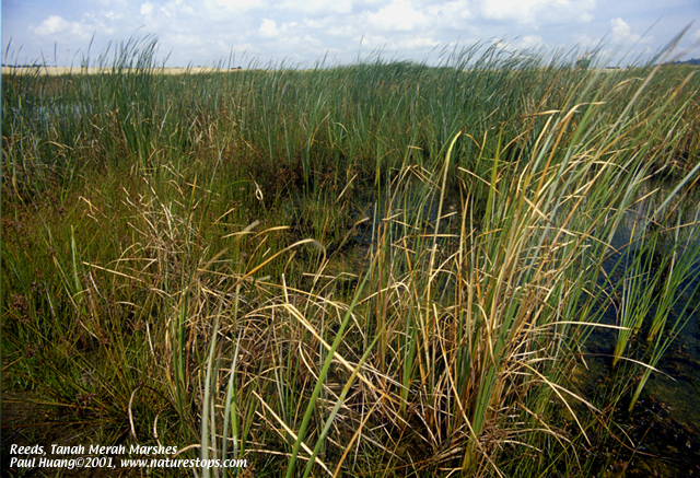Reeds